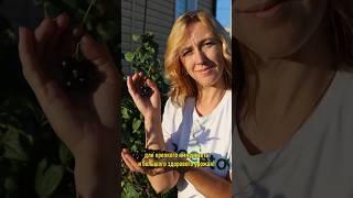 Первая и очень важная подкормка смородины весной! Не пропустите!