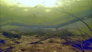 River biotope, natural habitat, natural biotopes.