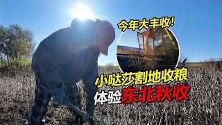 俄罗斯媳妇帮爸妈割地收粮 体验东北秋收的喜悦