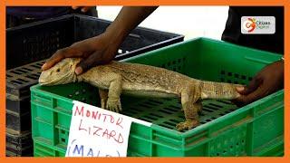 A Baringo family defies livestock keeping norms, finds fortune in monitor lizards and tortoises