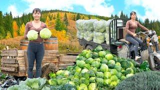 Harvesting Cabbage By 3-Wheeled Vehicle Goes To The Market Sell - Farm Life | Tiểu Vân Daily Life