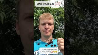 Вишня цветет, а ягод нет?? Вот что нужно сделать!