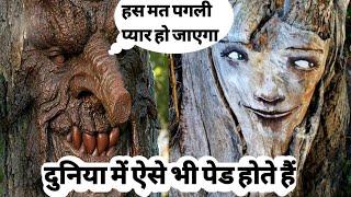 दुनिया में ऐसे भी पेड होते हैं || ajab gajab duniya || indian fact club