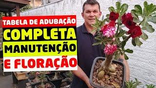  TABELA DE ADUBAÇÃO completa para ter ROSAS DO DESERTO florindo o ano inteiro