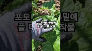 풀대신키우는 작물 #주말농사 #farming #나물 #garden #산나물 #작물