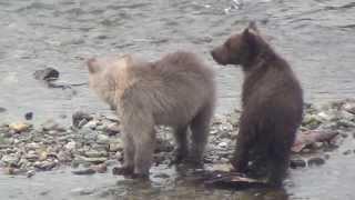 Nursing Brown Bear Cubs