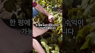 강원도 귀농시 추천 농작물