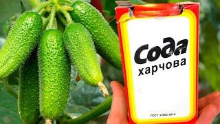 URGENTLY GIVE SODA TO CUCUMBERS AND YOU WILL HARVEST IN BUCKETS UNTIL AUTUMN!!! CUCUMBER CARE!