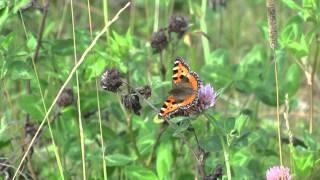 SMALL TORTOISESHELL BUTTERFLY