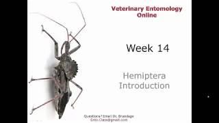 14 4 Hemiptera Introduction