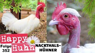 One of the worlds oldest chicken breeds: Naked Neck chickens - Portrait with English subtitles -