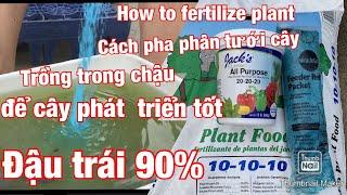 cách pha phânđể tưới cây trồng trong chậu .cây mau phát triển tốt,