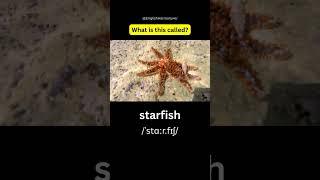 Sea Animals Vocabulary
