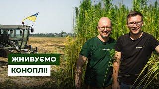 Перший сезон сіємо технічні коноплі! Репортаж з Житомирщини | Latifundist