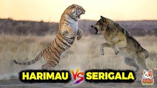 Siapa Paling Cerdas Dan Kuat Jika Harimau Vs Serigala Ketemu Di Alam Liar.!