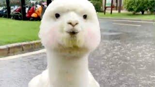 ALPACA  Funny Alpacas And Cute Alpaca Videos