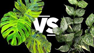 Monstera VS Hoya: Who is #1?