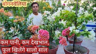 Bougainvillea Flower Care || How to get heavy flower in bougainvilea