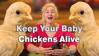 How To Keep Your Baby Chickens Alive