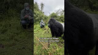 Close encounter with a gorilla #animalsightings #wildlife #gorillas