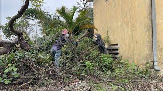 Clearing Sidewalks Near Residential Areas & Power Stations, Toppled Trees – Shocking Transformation.