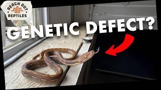 Super Dwarf Reticulated Python Care Guide