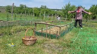 ДАЧА 3-24/COUNTRY LIFE-Спасаем клубнику от фазанов, сделали дверь и пол/Saving berries from pheasant