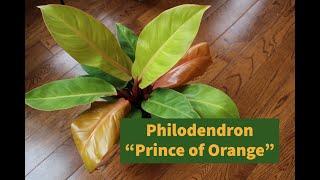 Houseplant Care Guide :: Philodendron "Prince of Orange"