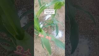 농업! 귀농.귀촌 공포의 백색가루 과다살포하면 큰일납니다. 조심! 조심?