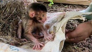 rescue newborn baby monkeys abandoned by hunters