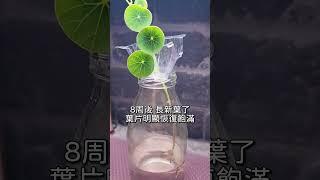 圓葉山烏龜的莖條不要丟，插入水裡就是一顆新的山烏龜 #圓葉山烏龜 #山烏龜 #塊根植物