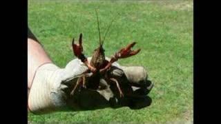 2007 Cajun Crawfish Boil in Louisiana