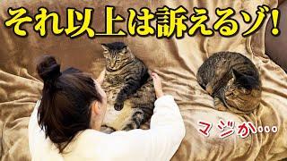 飼い主からの逆ネコハラにも毅然とした態度を取る勇気のある猫！