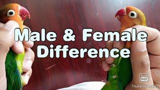 Male & Female difference between Green fisher lovebird in Urdu/Hindi