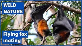 Flying foxes mating [Grey-headed flying fox - Pteropus poliocephalus]