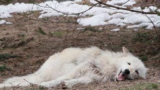 Laziest Wolf Howls (part 7)