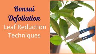Bonsai Defoliation | Bonsai Tutorials for Beginners: Leaf Reduction Techniques