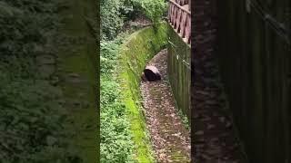 Панда паркурщик #приколы #панда #panda