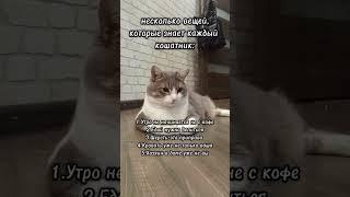это должен знать каждый кошатник!#батон#котик#юмор#шортс#2025 .
