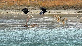 The Circle of Life After the Elk Rut