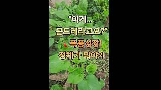 폭풍성장! 정체가 뭐야?!이렇게 자랄 수가 있나?보고도 믿기지 않는 곤드레  #곤드레 #다온tv