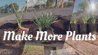 Plant Multiplication - Making FREE Plants for maximum profits in your nursery // Propagating Allium