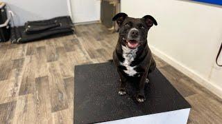 Pepper the 7 Year Old Staffy Mix Training Update Week 1 - K9one Dog Training