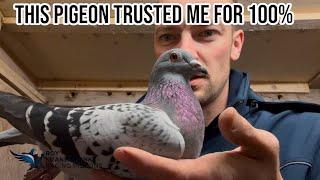 This Pigeon TRUSTED me for 100%!! | Racing pigeons 2024