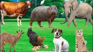 Cute Animal Collection: Cow, Hippo, Elephant, Goat, Chicken, Dog, Cat, Horse - Animal Videos