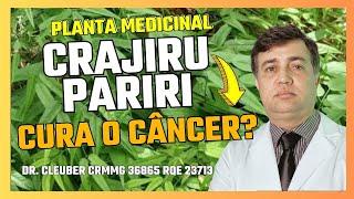  Crajiru - Pariri - Cura o Câncer? Como deve ser Usada?