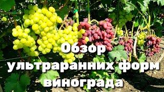 САМЫЙ большой обзор ультраранних форм винограда. Супер новинки и давно проверенные сорта