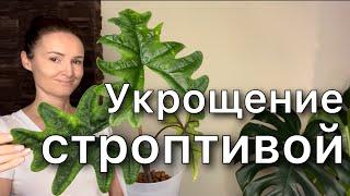 Пересадка Алоказии Жаклин в КЕРАМЗИТ / Alocasia Jacklyn. Новинка!