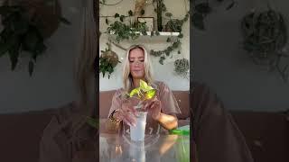 Learn to PROPAGATE in PERLITE 🪴 #houseplant #plantlove #plants #plantlover #plantcare #propagation