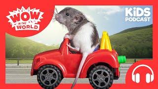 Can RATS Drive CARS?!  | PODCAST FOR KIDS | Wow in the World FULL EPISODE | Science for Kids